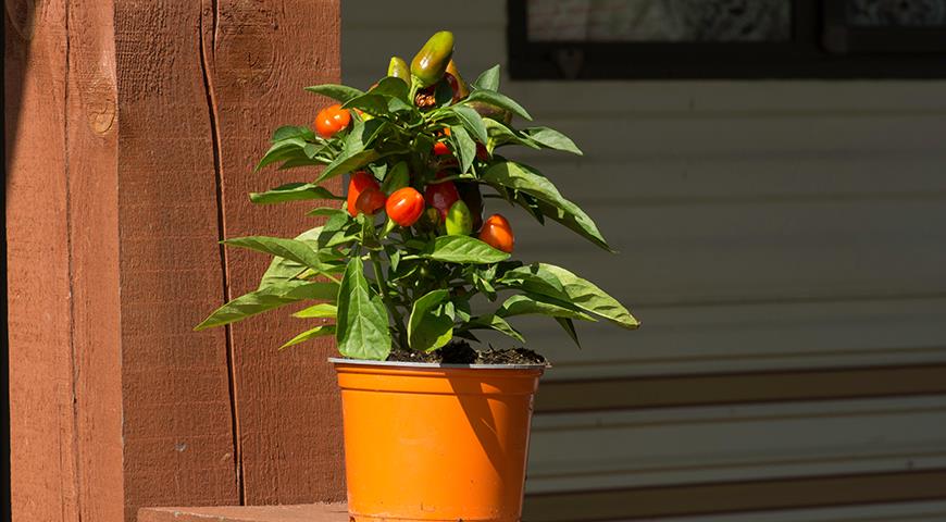 Рассада острого перца